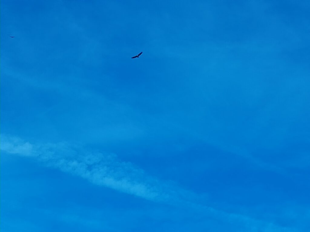 WOLVES OF DALLAS (Image)